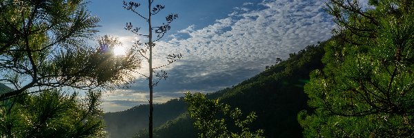 Chmury, Sosna, Meksyk, Cerro de Chipinque, Mgła, Góry, Góra, Drzewa