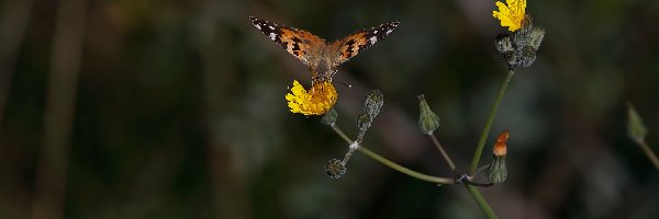 Rusałka osetnik, Kwiat, Żółty, Motyl