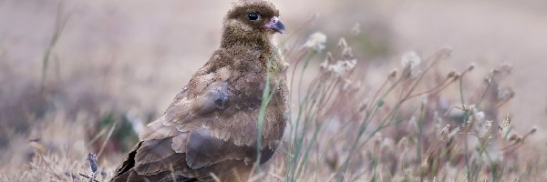 Ptak, Trębacz brązowy, Karakara brązowa, Kwiaty, Trawa