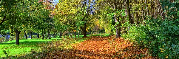 Park, Opadłe, Droga, Drzewa, Liście