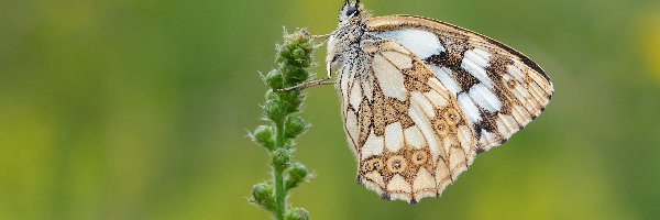 Polowiec szachownica, Zbliżenie, Gałązka, Motyl