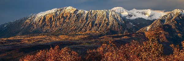 Krzewy, West Elk Mountains, Stany Zjednoczone, Kolorado, Brązowe, Przełęcz, Kebler Pass, Góry