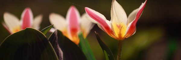 Rozkwitnięte, Kwiaty, Tulipany