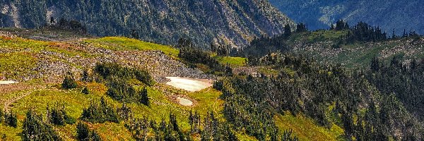 Góry, Stan Waszyngton, Roślinność, Skały, Park Narodowy Mount Rainier, Lasy, Drzewa, Stany Zjednoczone