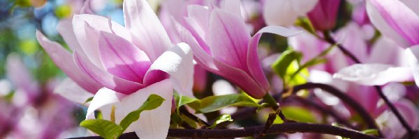 Biało-różowe, Magnolia, Kwiaty, Gałązki