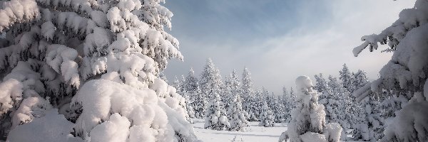 Drzewa, Las, Zaśnieżony, Zima