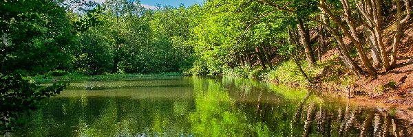 Staw, Las, Drzewa, Dzień, Słoneczny