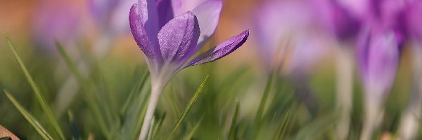 Kwiaty, Trawa, Krokusy, Krokus, Jasnofioletowy