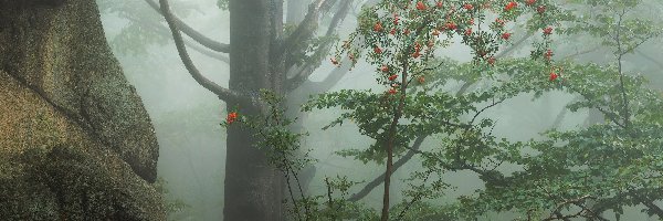 Drzewa, Jarzębina, Las, Skała, Mgła