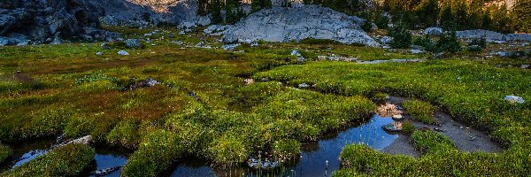 Trawa, Sierra Nevada, Stany Zjednoczone, Kalifornia, Łąka, Skały, Rozlewisko, Góry