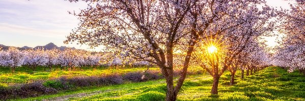 Drzewka migdałowe, Kalifornia, Promienie słońca, Trawa, Hrabstwo Sutter, Migdałowce, Wiosna, Stany Zjednoczone