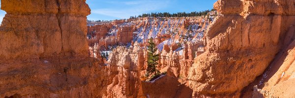 Roślinność, Park Narodowy Bryce Canyon, Skały, Drzewo, Utah, Stany Zjednoczone