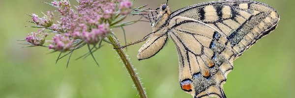 Paź królowej, Kwiatek, Różowy, Motyl