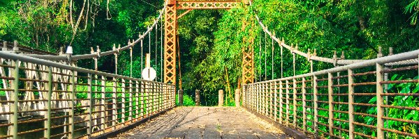 Drzewa, Blanchisseuse Spring Bridge, Most, Ameryka Południowa, Trynidad i Tobago