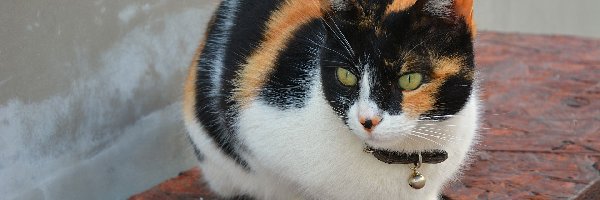 Dzwoneczek, Tricolor, Kot