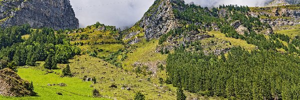 Góry, Ogrodzenie, Szwajcaria, Klausenpass, Drzewa, Mgła, Przełęcz, Pastwisko, Skały, Alpy Glarneńskie