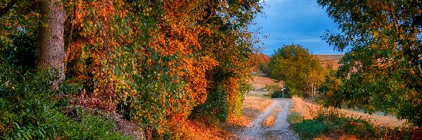 Jesień, Pożółkłe, Drzewa, Droga, Trawy