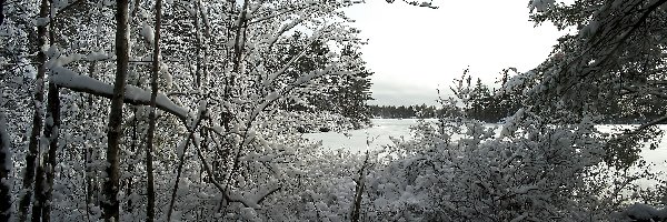 Zima, Krzewy, Drzewa, Jezioro, Śnieg