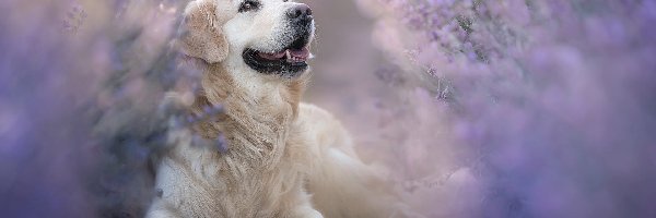 Golden retriever, Pies, Leżący