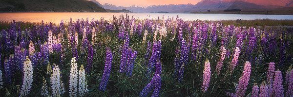 Nowa Zelandia, Łubin, Jezioro Tekapo, Góry, Łąka