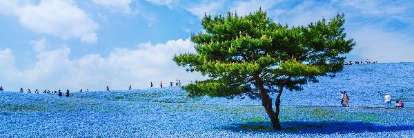 Porcelanki Menziesa, Niebieskie, Japonia, Hitachinaka, Kwiaty, Drzewo, Hitachi Seaside Park, Łąka