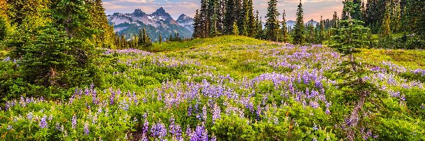 Łubin, Łąka, Tatoosh Range, Góry, Park Narodowy Mount Rainier, Stany Zjednoczone, Stan Waszyngton, Drzewa, Mgła