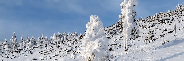 Śnieg, Wzgórze, Drzewa, Zima