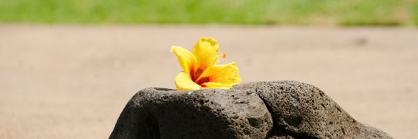 Kwiat, Kamień, Hibiskus, Żółty