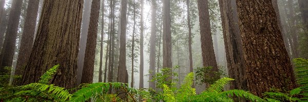 Mgła, Park Narodowy Redwood, Drzewa, Kalifornia, Stany Zjednoczone, Paprocie, Sekwoje