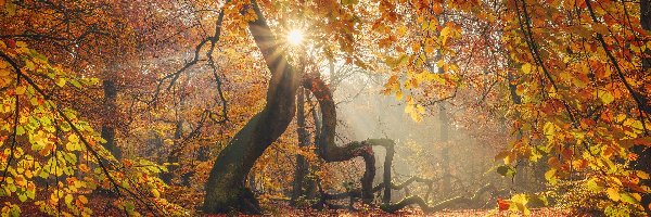 Liście, Drzewa, Żółte, Promienie słońca, Las, Jesień