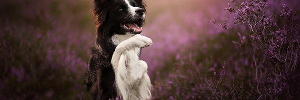 Łapka, Border collie, Uniesiona, Wrzosy, Pies, Czarno-biały