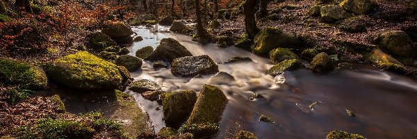 Drzewa, Omszałe, Rzeka, Las, Kamienie