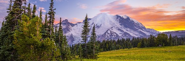 Chmury, Drzewa, Stany Zjednoczone, Stan Waszyngton, Łąka, Góra, Szczyt Mount Rainier, Park Narodowy Mount Rainier