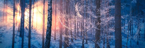 Las, Drzewa, Zima, Przebijające światło, Oszronione