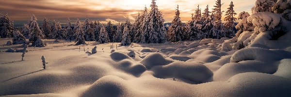 Drzewa, Zaspy, Ośnieżone, Wschód słońca, Las, Zima