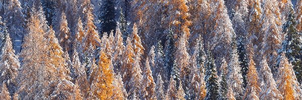 Las, Pożółkłe, Drzewa, Śnieg, Ośnieżone, Zima