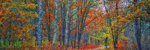 Ścieżka, Kolorowe, Liście, Jesień, Drzewa, Las