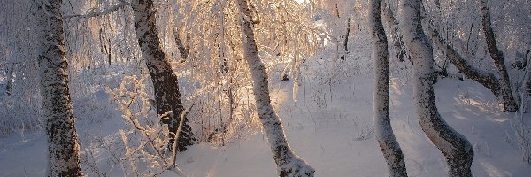 Drzewa, Zima, Brzozy, Słoneczne, Światło