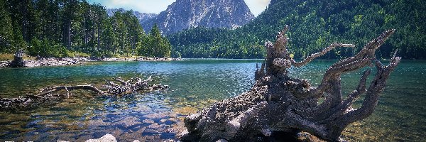 Konary, Góry, Niebo, Drzewa, Hiszpania, Las, Kamienie, Park Narodowy Aiguestortes i Estany de Sant Maurici, Jezioro Estany de Sant Maurici, Pireneje, Brzeg