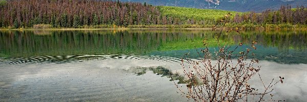 Kamienie, Jezioro, Kanada, Krzew, Drzewa, Lasy, Góry, Park Narodowy Jasper, Patricia Lake, Alberta