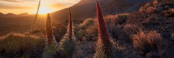 Kwiaty, Góry, Hiszpania, Teneryfa, Góra Teide, Żmijowce rubinowe, Promienie słońca, Park Narodowy Teide