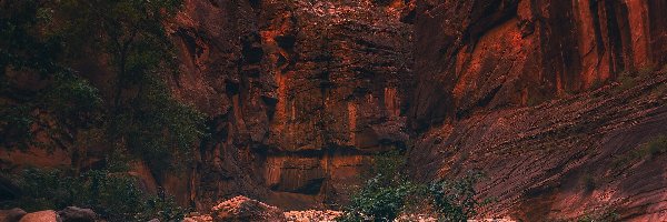 Utah, Drzewa, Park Narodowy Zion, Stany Zjednoczone, Kamienie, Skały