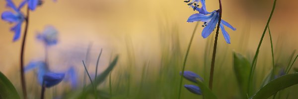 Cebulice syberyjskie, Niebieskie, Kwiaty, Zbliżenie