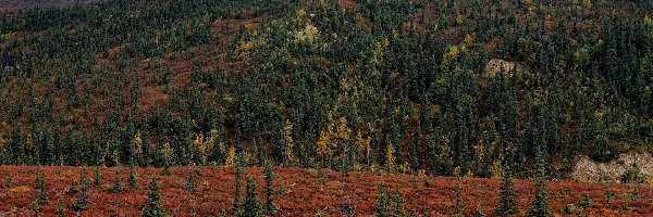 Góry, Alaska, Roślinność, Lasy, Park Narodowy Denali, Kordyliery, Drzewa, Stany Zjednoczone