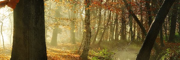 Las, Jesień, Rzeka, Drzewa, Przebijające światło
