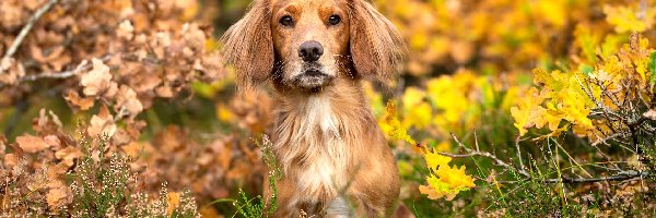 Liście, Working cocker spaniel, Pies