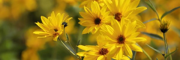Rudbekie, Żółte, Kwiaty