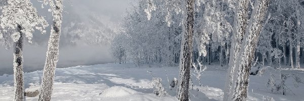 Zima, Drzewa, Las, Mgła, Zaspy