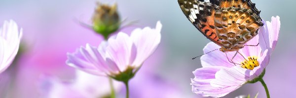 Różowe, Kosmee, Kwiaty, Rusałka osetnik, Motyl