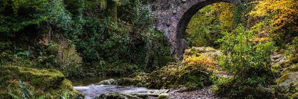 Most, Rzeka, Irlandia Północna, Hrabstwo 
Down, Shimna River, Foleys Bridge, Rośliny, Las